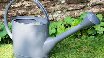 Summer Garden Watering Tips