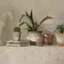 Terracotta plant pots, plant pot collection with indoor plants