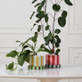Candy Stripe Plant Pot with Saucer