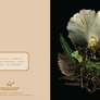 Notecard detail featuring card front image of mushrooms, pine twigs and fern leaf against dark black background. Notecard back features light pink background with scientific name of mushrooms with publisher printer copyright details below.