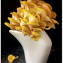 Mushroom Gastronomy - by Krista Towns
