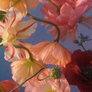 A close-up floral scene with pink, peach, cream, and deep red flowers against a soft blue background.