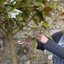 Stainless Steel Secateurs