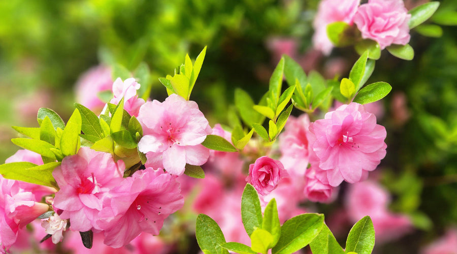 The Merry Month of May