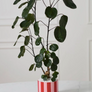 Candy Stripe Plant Pot with Saucer