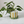 Candy Stripe Plant Pot with Saucer