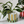 Candy Stripe Plant Pot with Saucer