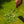 Dandelion Leverage Weeder