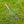 Dandelion Leverage Weeder