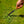 Dandelion Weeding Trowel