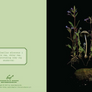 Notecard detail featuring card front image of tiny mushroom and small plant sprouts with purple flowers set in dirt and most on dark black background. Notecard back image is light green with text including scientific mushroom name and publisher printer copyright details listed below.