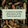 Assorted pinecones with text block in front featuring phrase 'Common & scientific plant names on the back of each card'.