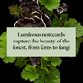 Still life image of mushrooms and bright green leaves agains dark black background with text block centered featuring phrase 'Luminous notecards capture the beauty of the forest, from ferns to fungi' on light green background.