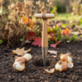 Gardening tool being used to plant daffodil bulbs in soil with autumn leaves in the background