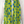 Graphic Print Cotton Scarf