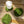 Monstera Leaf Felt Coasters - 4 Pack