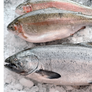 Three whole rainbow salmon fish laid on crushed ice, showing their silvery-gray scales, pink-red lateral stripes, and dark spots.