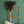 Ostrich Feather Duster 28 inch