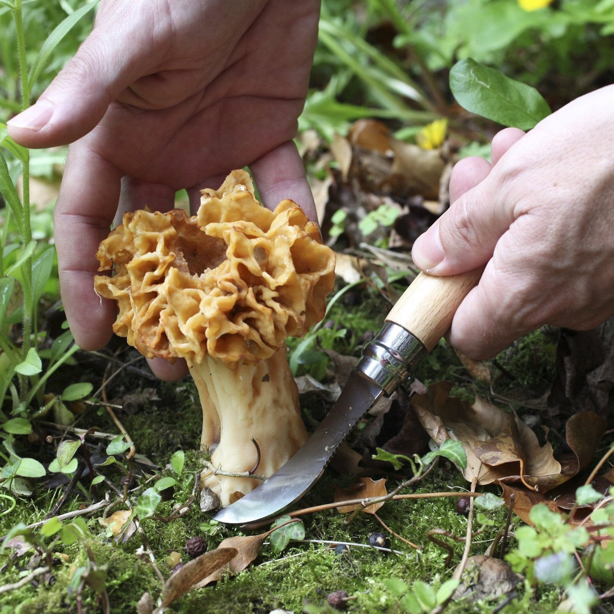 Mushroom Brush